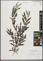 Foto von Salix purpurea L.